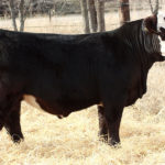 W/C BULLSEYE 3046A