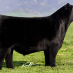 Colburn Primo 5153
