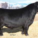 MUSGRAVE SKY HIGH 1535