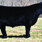 PLUM CREEK PARADOX 161B