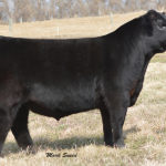 PVF SURVEILLANCE 4129 - SEXED