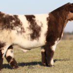 FSF PERFECTION 812