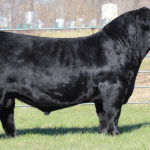 TJSC HAMMERTIME 35D