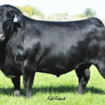 LD Capitalist 316