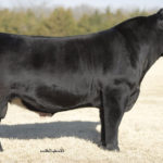 SVF STEEL FORCE S701