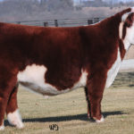 KCW COTTONWOOD 38G ET