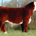 SHOWTIME FIREBALL 734 ET