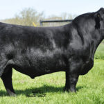 HPF QUANTUM LEAP Z952