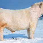 DF MR OUTRAGEOUS  64G