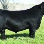 SAV  RAINDANCE  6848