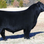SELDOM REST  SANDMAN  6075