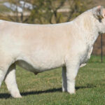 BOY CAJUN  010J