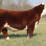 SCG SHOWTIME NO LIMIT 111ET