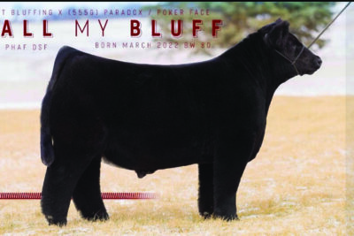 Call My Bluff sire