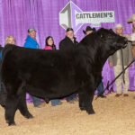 Coping with Destiny, Supreme Bull at Cattlemens Congress