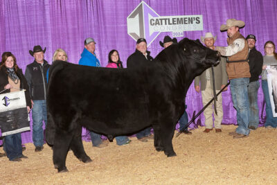 Coping with Destiny, Supreme Bull at Cattlemens Congress
