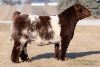 Lethal Shorthorn Bull