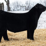 BBR Made Man - Maine-Anjou Sire