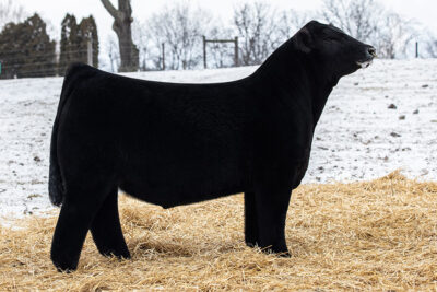 BBR Made Man - Maine-Anjou Sire