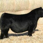 Just Cuz Purebred Simmental Bull