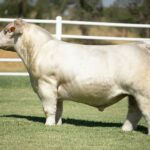 King of Kings Bull