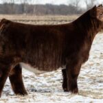 Pure Reflection Bull