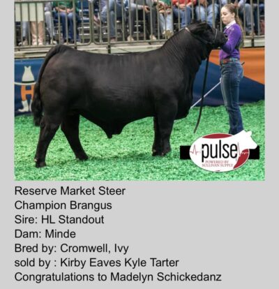 Reserve Grand Steer - Houston 2024. Champion Brangus. Sired by HL Standout and raised by Cromwell, Ivy