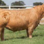 HL Sugar Bear Bull