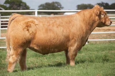 HL Sugar Bear Bull