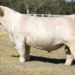 Zookeeper Crossbred Bull