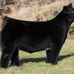 Reason to Praise Crossbred Bull